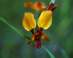 Donkey Orchid