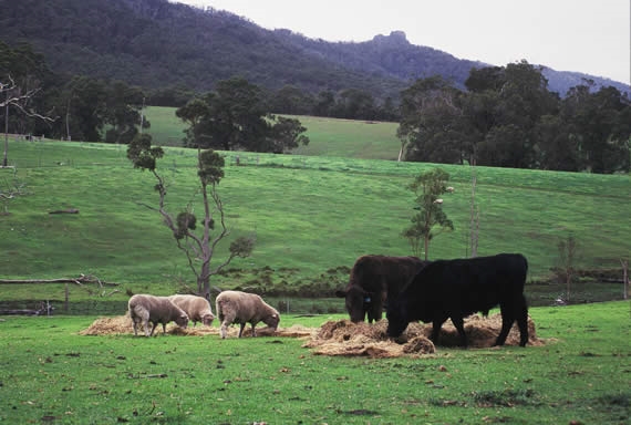Cattle grazing
