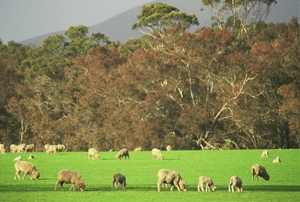 Tourism - Sheep grazing