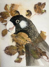 Ngoolak Karrak - Keep the Black Cockatoos Flying - Exhibition