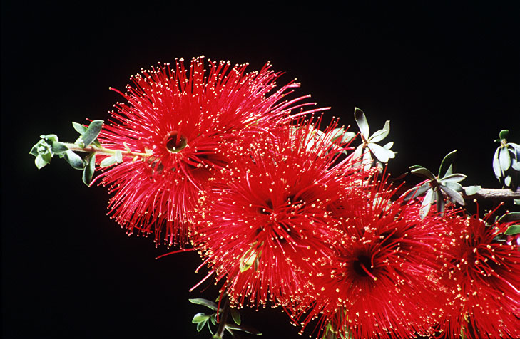Mt Barker Wildflower & Nature Photography Competition
