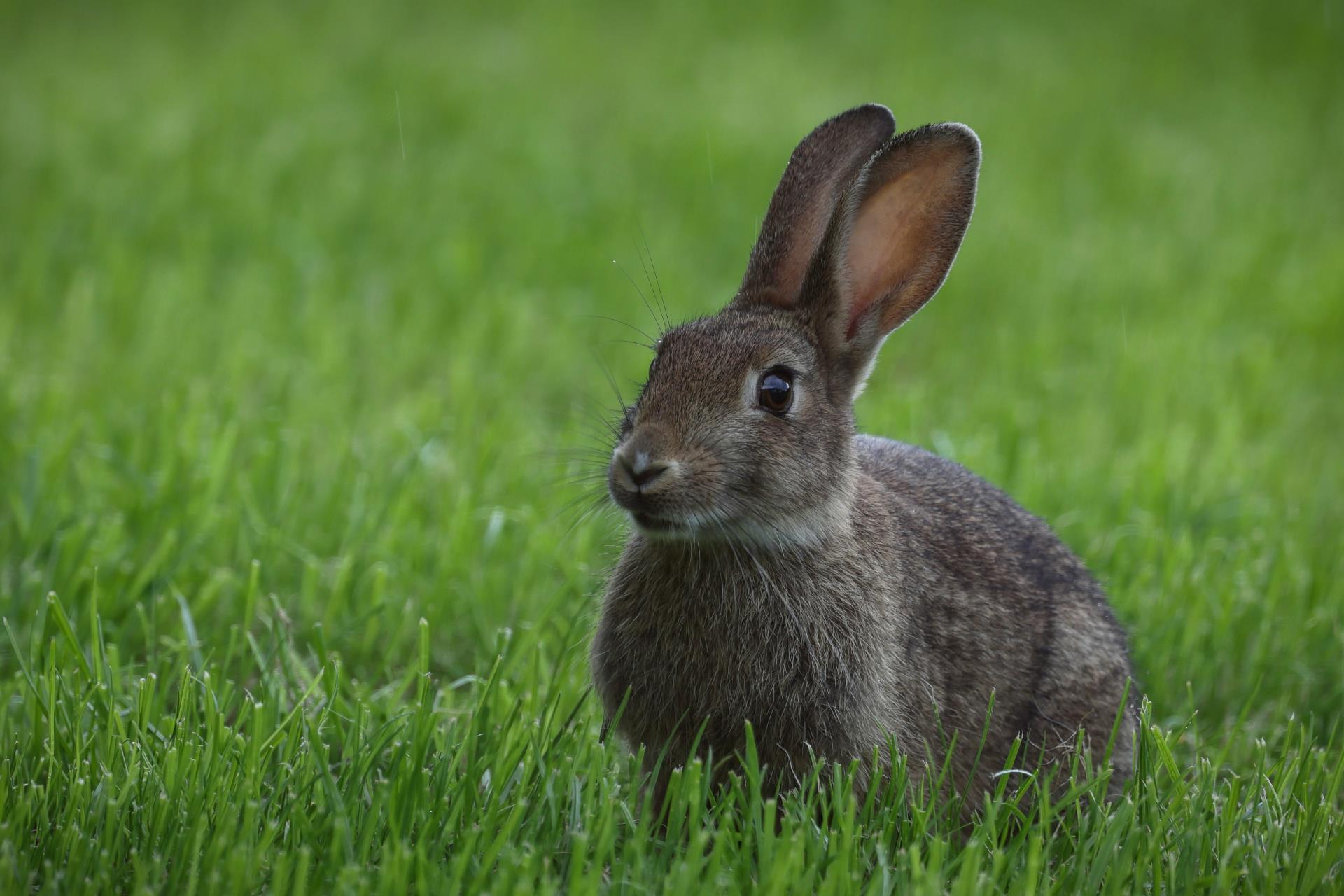 Rabbit calicivirus RHDV-K5 release