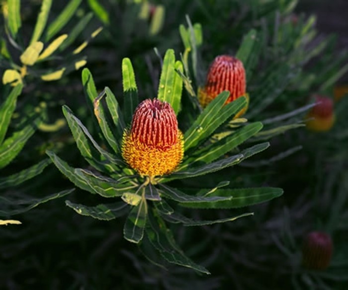 Image Gallery - Banksia