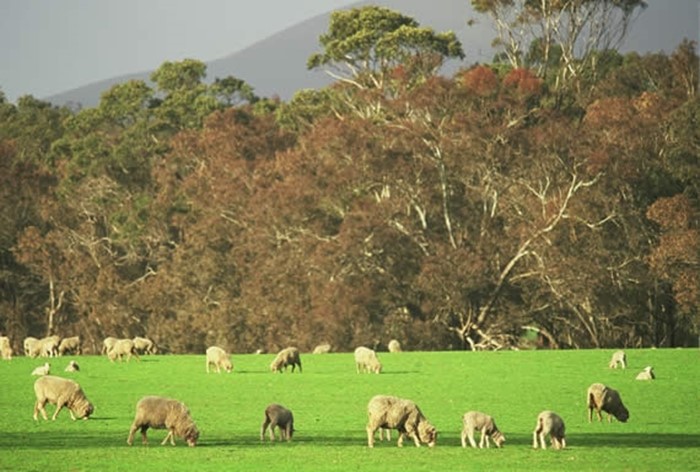 Image Gallery - Sheep grazing